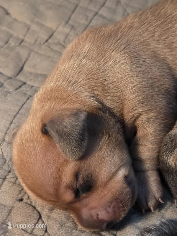 Daisy – Miniature Dachshund puppy for sale in Georgetown, TX