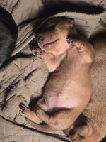 Daisy, a female Miniature Dachshund for sale in Georgetown, TX – Photo 2 of 2