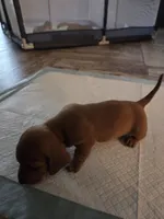 Pickles, a male Miniature Dachshund for sale in Georgetown, TX – 5 of 7