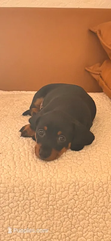 Bear – Miniature Dachshund puppy for sale in Georgetown, TX