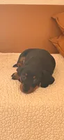 Bear, a male Miniature Dachshund for sale in Georgetown, TX – 1 of 5