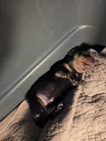 Bear, a male Miniature Dachshund for sale in Georgetown, TX – Photo 2 of 2