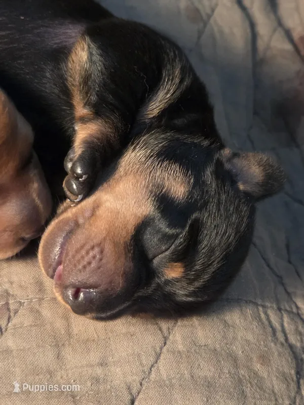 Bear, a male Miniature Dachshund for sale in Georgetown, TX – Photo 1 of 2