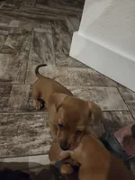 Pickles, a male Miniature Dachshund for sale in Georgetown, TX – 2 of 7