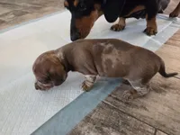 Bonzo, a male Miniature Dachshund for sale in Georgetown, TX – 4 of 6