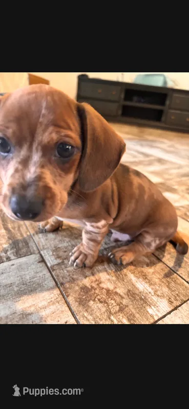 Bonzo – Miniature Dachshund puppy for sale in Georgetown, TX