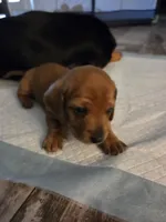 Pickles, a male Miniature Dachshund for sale in Georgetown, TX – 4 of 7
