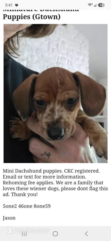 Bonzo – Miniature Dachshund puppy for sale in Georgetown, TX