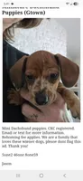 Bonzo, a male Miniature Dachshund for sale in Georgetown, TX – 1 of 6