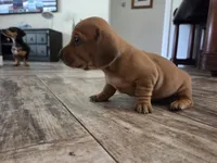 Sunny, a female Miniature Dachshund for sale in Georgetown, TX – 4 of 7