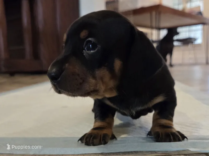 Bear – Miniature Dachshund puppy for sale in Georgetown, TX