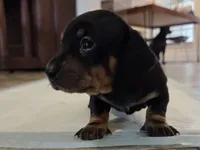 Bear, a male Miniature Dachshund for sale in Georgetown, TX – 2 of 5