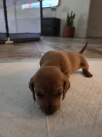 Pickles, a male Miniature Dachshund for sale in Georgetown, TX – 6 of 7