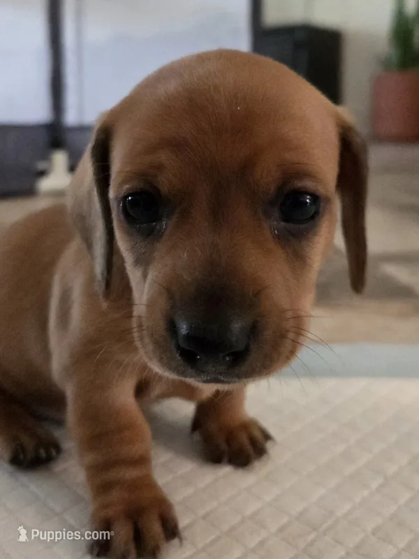 Daisy – Miniature Dachshund puppy for sale in Georgetown, TX