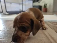 Bonzo, a male Miniature Dachshund for sale in Georgetown, TX – 3 of 6