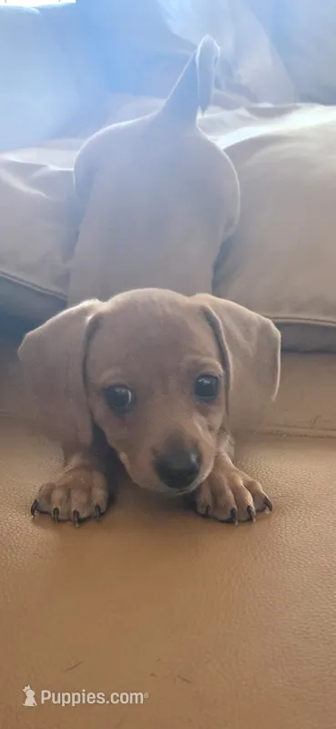 Sunny – Miniature Dachshund puppy for sale in Georgetown, TX