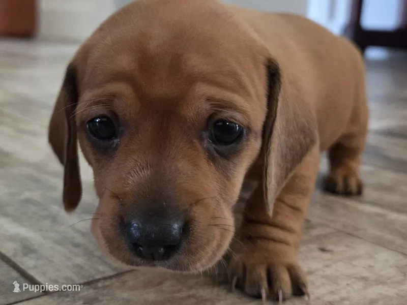 Sunny – Miniature Dachshund puppy for sale in Georgetown, TX