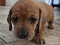 Sunny, a female Miniature Dachshund for sale in Georgetown, TX – 3 of 7