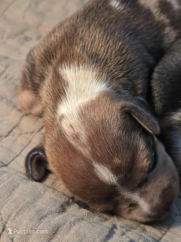 Bonzo – Miniature Dachshund puppy for sale in Georgetown, TX