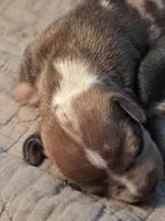 Bonzo, a male Miniature Dachshund for sale in Georgetown, TX – Photo 1 of 2