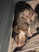 Bonzo, a male Miniature Dachshund for sale in Georgetown, TX – Photo 2 of 2