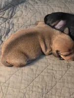 Pickles, a male Miniature Dachshund for sale in Georgetown, TX – Photo 2 of 2