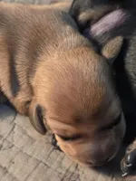 Pickles, a male Miniature Dachshund for sale in Georgetown, TX – Photo 1 of 2