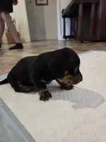 Bear, a male Miniature Dachshund for sale in Georgetown, TX – 4 of 5