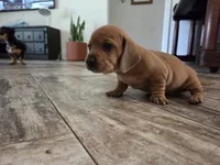Sunny, a female Miniature Dachshund for sale in Georgetown, TX – 5 of 7