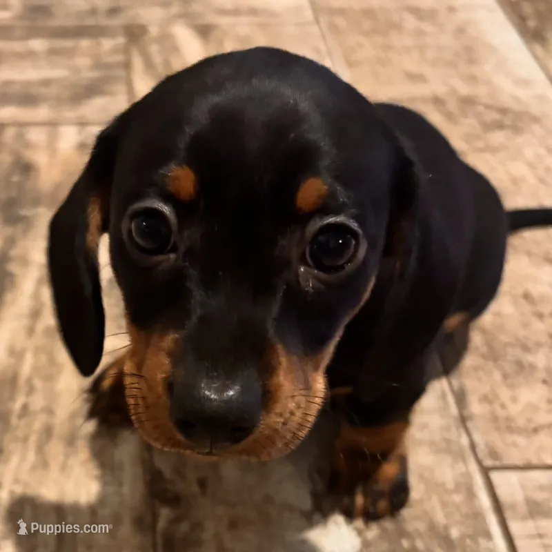 Bear – Miniature Dachshund puppy on hold in Georgetown, TX
