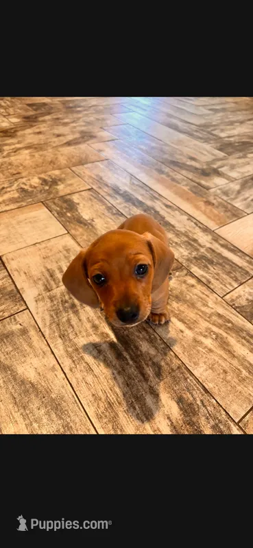 Sunny – Miniature Dachshund puppy for sale in Georgetown, TX