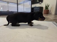 Bear, a male Miniature Dachshund for sale in Georgetown, TX – 3 of 5