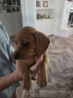 Sunny, a female Miniature Dachshund for sale in Georgetown, TX – 2 of 7