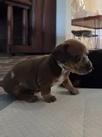 Bonzo, a male Miniature Dachshund for sale in Georgetown, TX – 6 of 6