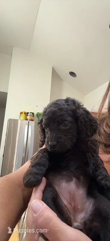 Blue – Boykin Spaniel puppy for sale in Union Dale, PA