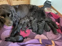 Blue, a female Boykin Spaniel for sale in Union Dale, PA – 6 of 7