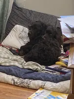 Blue, a female Boykin Spaniel for sale in Union Dale, PA – 7 of 9