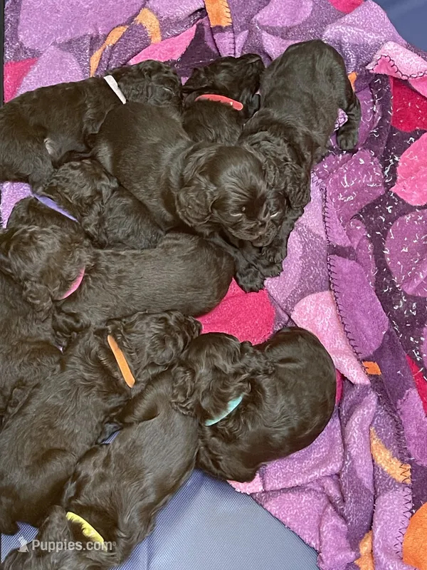 Blue – Boykin Spaniel puppy for sale in Union Dale, PA