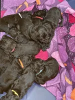 Blue, a female Boykin Spaniel for sale in Union Dale, PA – 2 of 9