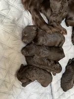 Blue, a female Boykin Spaniel for sale in Union Dale, PA – 5 of 7