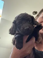 Blue, a female Boykin Spaniel for sale in Union Dale, PA – 9 of 9