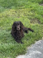Blue, a female Boykin Spaniel for sale in Union Dale, PA – 3 of 7
