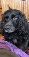 Blue, a female Boykin Spaniel for sale in Union Dale, PA – 2 of 7
