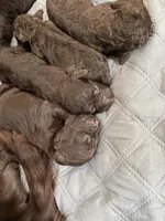 Blue, a female Boykin Spaniel for sale in Union Dale, PA – 4 of 7