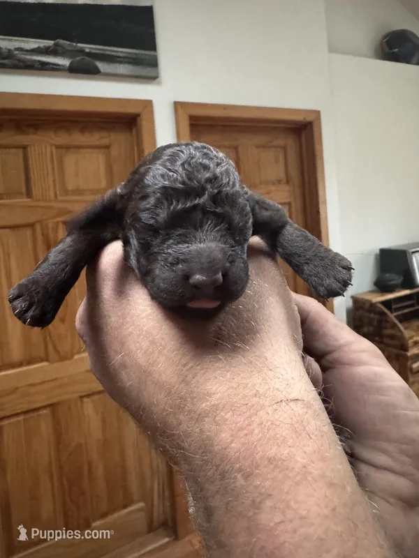 Blue – Boykin Spaniel puppy for sale in Union Dale, PA
