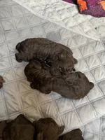Blue, a female Boykin Spaniel for sale in Union Dale, PA – 7 of 7