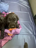 Blue, a female Boykin Spaniel for sale in Union Dale, PA – 8 of 9