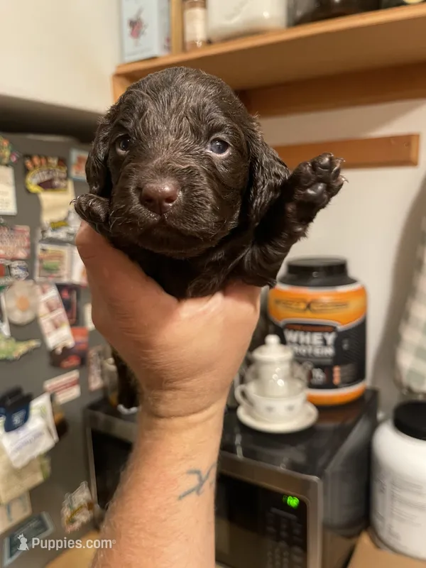 Blue – Boykin Spaniel puppy for sale in Union Dale, PA