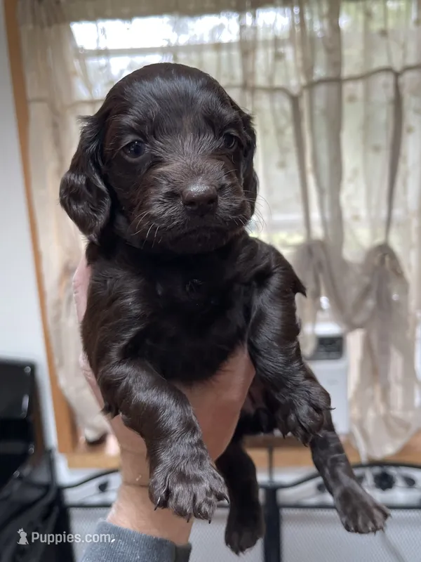 Blue – Boykin Spaniel puppy for sale in Union Dale, PA