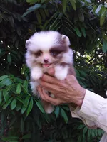 Panda, a male Pomeranian for sale in West Palm Beach, FL – 6 of 10